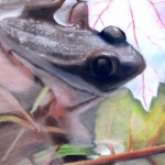 Bull Frog - Spring 2008, Chalk Pastel